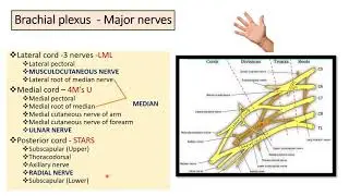 MAJOR NERVES OF BRACHIAL PLEXUS WORK DISTRIBUTION