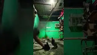 pacekan baru #fypシ゚viral #merpati #merpatikolong #shorts #videos #fyp #shortvideo #viralvideo #birds