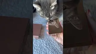 CAT APPROVED BLUSH 🐱❤️ Subscribe for more beauty! #shorts