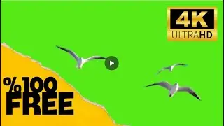 Birds Flying Green Screen Video - 4K | Free Background Videos (No Copyright)