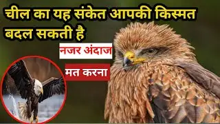 चील के ये संकेत आपकी किस्मत बदल सकते हैं || चील अशुभ है या शुभ || cheel ke ye sanket | #viral #ज्ञान