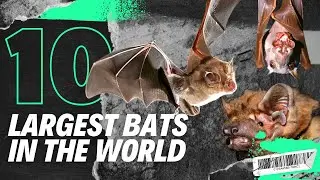 Top 10 Largest Bats in the World