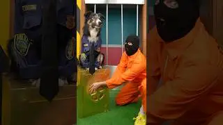 Сможем ли мы украсть сейф у полицейской собаки?