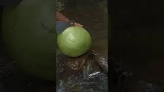 asmr sounds|master show awesome cut miracle fruit in rever