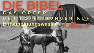Die Bibel - 4. Mose 19: Rote Junge Kuh & Ents&uuml;ndigungswasser
