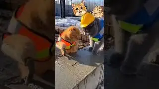 This Cat Foreman is a Disaster 😂 #shorts #catfail #construction