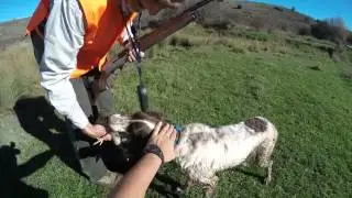 Espe y Lukas setter ingl&eacute;s cachorros cazando con Grupo Serbal
