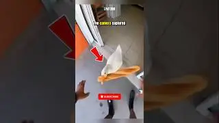 Смешной момент: Утка попалась на краже хлеба. #утка #животные