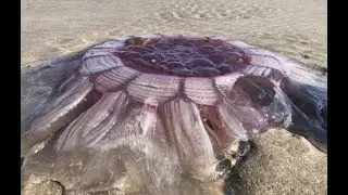 Bizarre &ldquo;Alien-Like Sea Creature Discovered On Beach&rdquo;