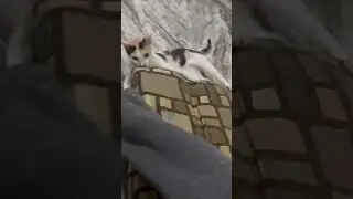 Cat #viral #viralvideo #trending #cute #cat