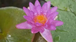 Nymphaea 'Nareeratana' HxT ISG Waterlily Thailand