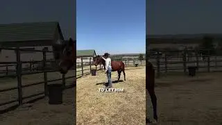 🐎 Haltering a Wild Horse for the First Time ⚡