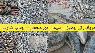 &ldquo;Pakistan Fish Market Today | Chenab Fresh Fish Rates & Live Bidding&rdquo;