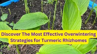 Overwintering Turmeric Roots: Methods, Failures, and Successes