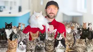 Inside a Massive Cat Hospital (Thousands of Cats)