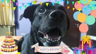 Vlog # 88 | My pet's Birthday Celebrations | New Year Party | Bike Ride | Zorro ka Birthday