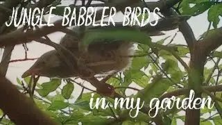 Meet the Jungle Babbler, a social bird species 🕊️  | Turdoides striata 
