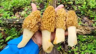 Foraging Morchella americana Right Off The Trail. WNC. Morel Mushrooms