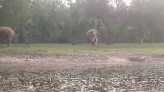 🤣 &ldquo;বান্টু ধরে টান দিছে হাতি&mdash;চারপাশে হাসির পুকুর বয়ে গেল!&rdquo;😜🐘🐘🐘