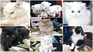Doll Face Persian Cats|| Persian Cats|| Blue Eyes Persian kitten|| SM Videos