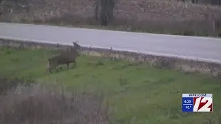 New DEM regulation to allow roadkill salvage permits