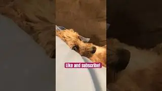 Bombastic side eye 🐶 #animal #dog #cavapoo #cutedog #cute #funny #bombastic #like #subscribe