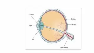 Vision & Visual Processing Explained: How We See (The Psychology Lab)