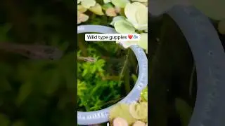 Wild-type guppies ❤️🐟 #shorts