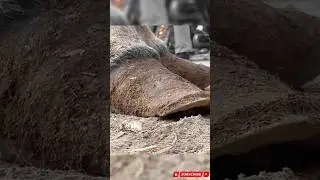The Largest Hoof I Have Ever Had To Trim. Horse Restoration Front Hooves.