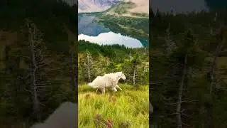 That goat was flying through Glacier National Park!#goat #goats #glaciernationalpark #montana