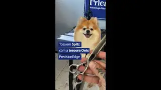 Passo a passo de uma Tosa em Spitz somente com Tesouras - Tutorial usando a Onix da&nbsp;Precisionedge