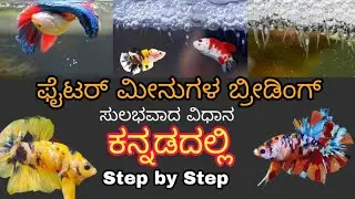 How to breed Betta fish at home in Kannada|ಫೈಟರ್ ಮೀನನ್ನು ಹೇಗೆ ಬ್ರೀಡ್ ಮಾಡುವುದು