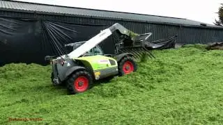 Silaging with Wagon and Pit with Claas.