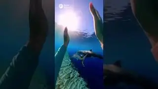 🦈Я против бассейна с акулами🐋🦑 #POV #Вирусный #Тренд #Любовь #Животные #акула #ОкеанСюрприз #Страх
