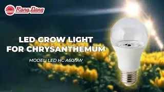 Rang Dong Lighting || Speed Up Chrysanthemum Growth Using LED Growlight