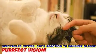 Spectacled Kitties: Cat's Reaction to Whisker Glasses