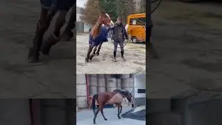 Avant les s&eacute;ances. Apr&egrave;s les s&eacute;ances avec Services &Eacute;questres Alsace.  #cheval #entrainement #horse