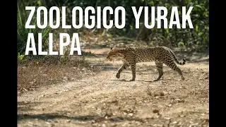 Mi experiencia en el zoológico Yurak Allpa, uno de los mejores lugares para visitar en Cuenca