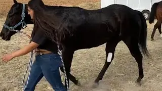 cuadra huasteco tapado vs tapado cuadra donnacho
