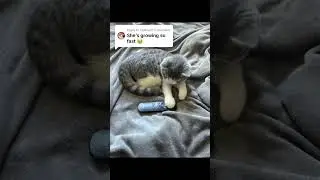 Beyond Instincts Behold the Human Like Behaviors of This Fascinating Cat!