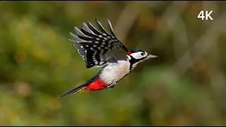 Dendrocopos Major flying #4k #4kvideos 