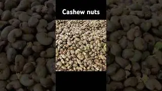 Cashew Cultivation and Cashew Nut Harvesting in My Village