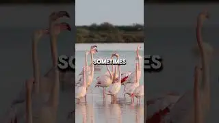 Flamingo Facts That Sound Unreal #flamingofacts #wildlife