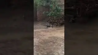 Rain Beautiful Rain in Kamar Mushani Mianwali #rain #kamarmushani #mianwali #rainyday #village