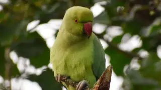 we seen a close up of a ring neck parakeet for the first time using nikon d3500