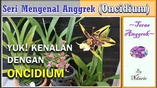MENGENAL ANGGREK ONCIDIUM