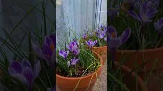 Crocus Pickwick In Bloom | Container Garden