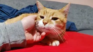 This Adorable Cat Will Fill Your Heart With Love