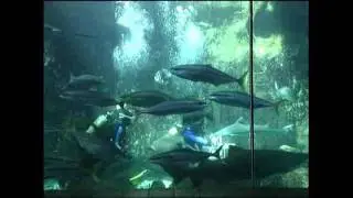 Cape Town Aquarium - South Africa Travel Channel 24