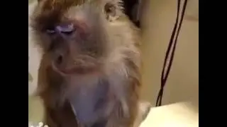 Monkey's thug life